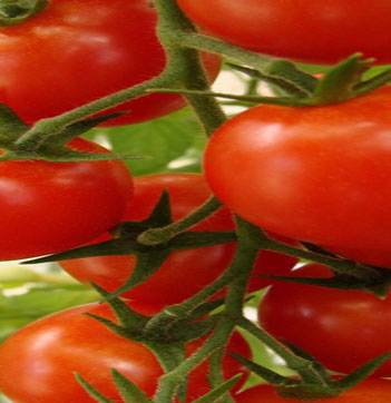 tomates1